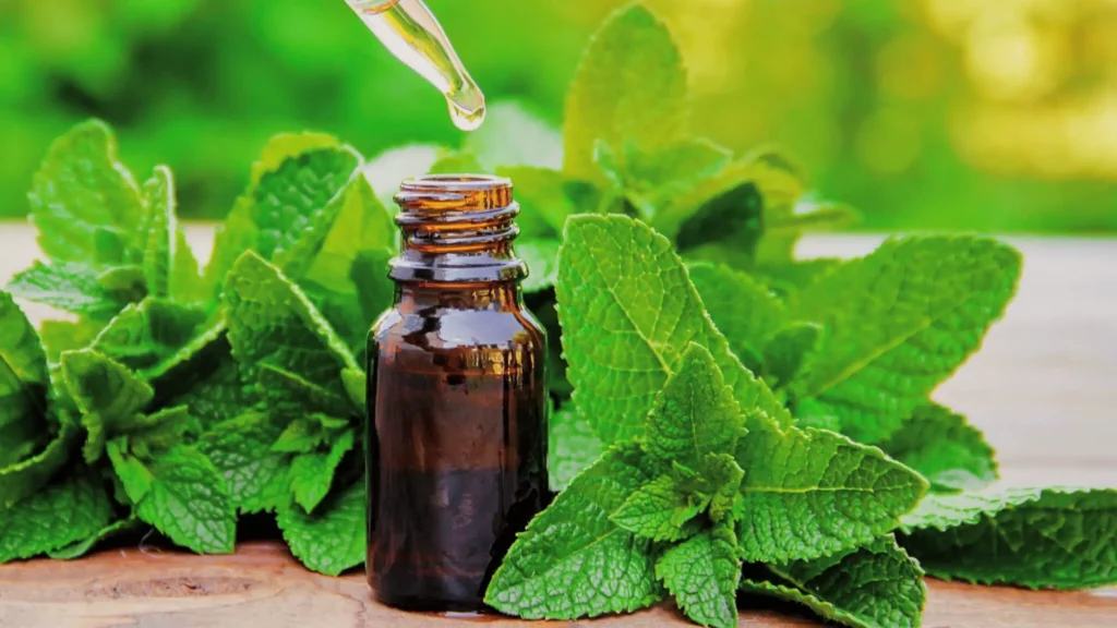 https://www.gettyimages.in/detail/photo/the-mint-extract-in-a-small-jar-selective-focus-royalty-free-image/1368665087?phrase=peppermint%20oil&adppopup=true