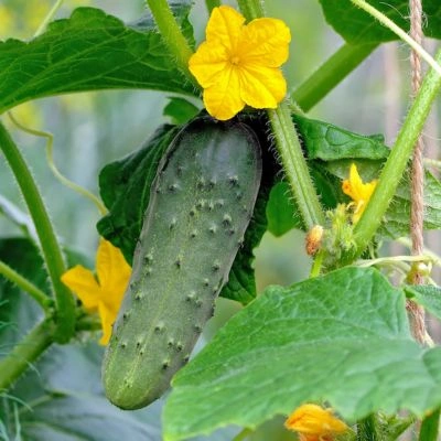 Cucumis sativus