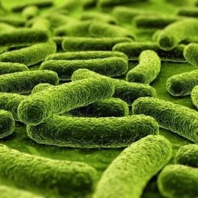 Lactobacillus rhamnosus