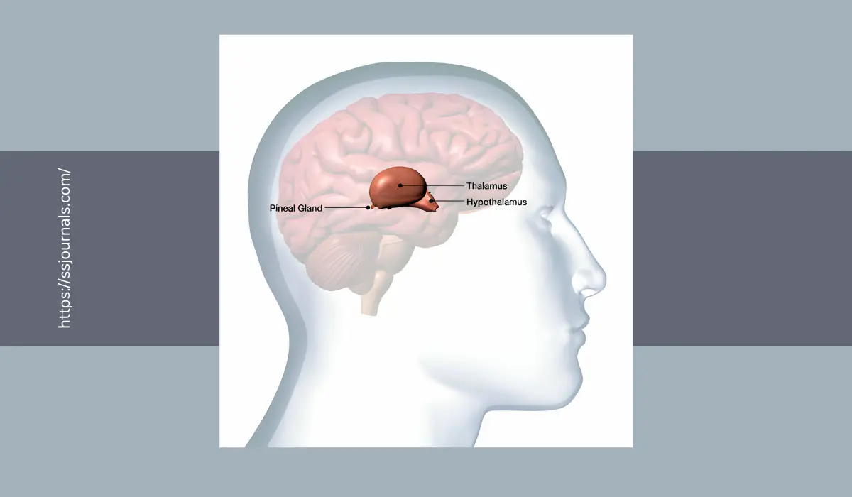 Pineal Gland Eye Of Horus